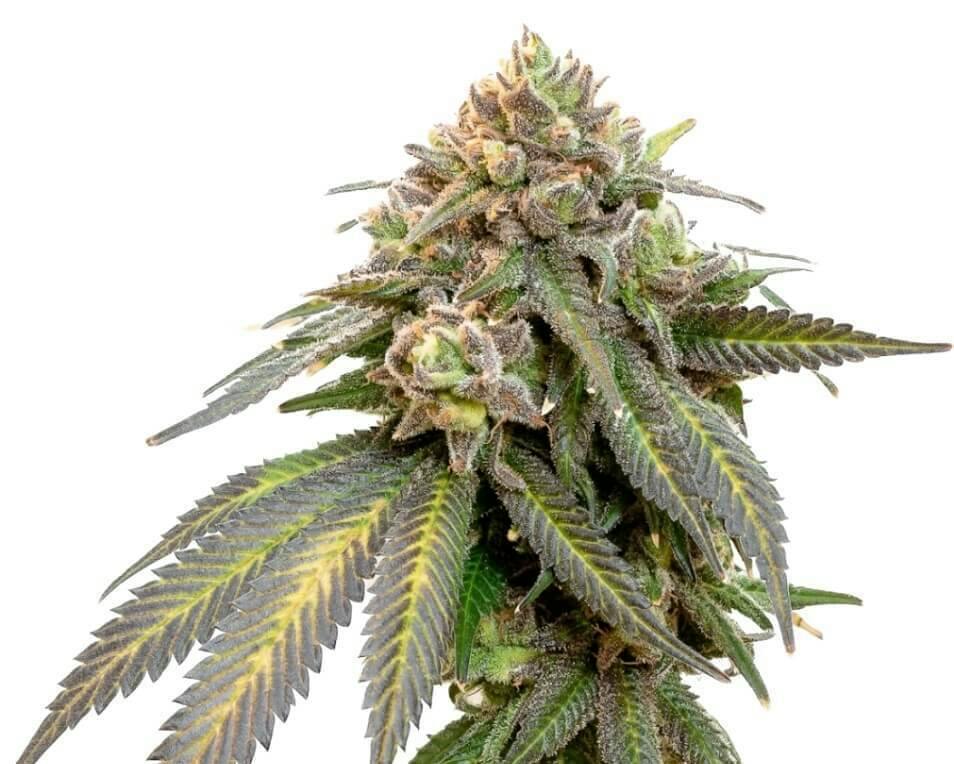 Triple Scoop | Feminized Seeds | 5 Pack