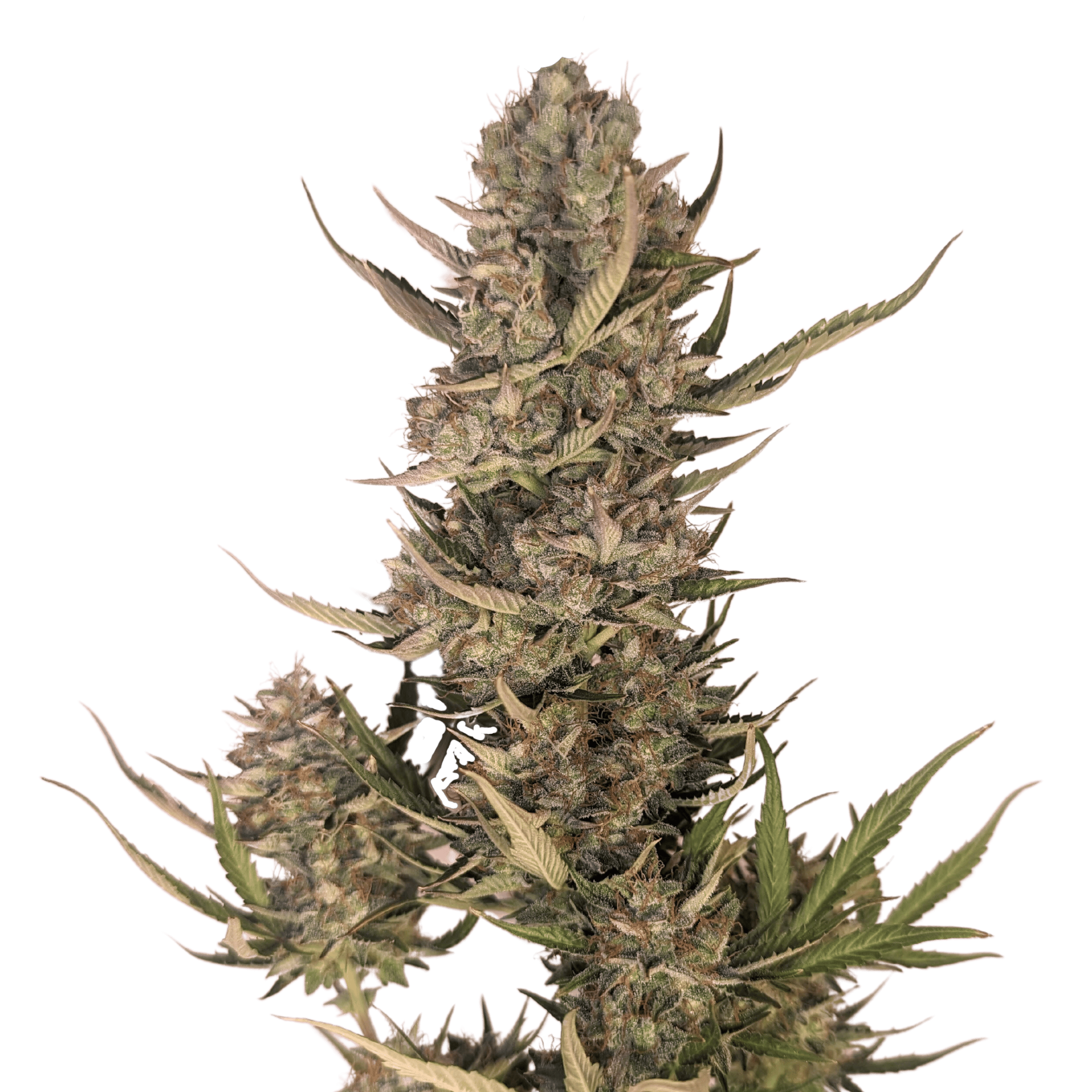 Pink Lemonade Auto | Feminized Seeds | 5 Pack