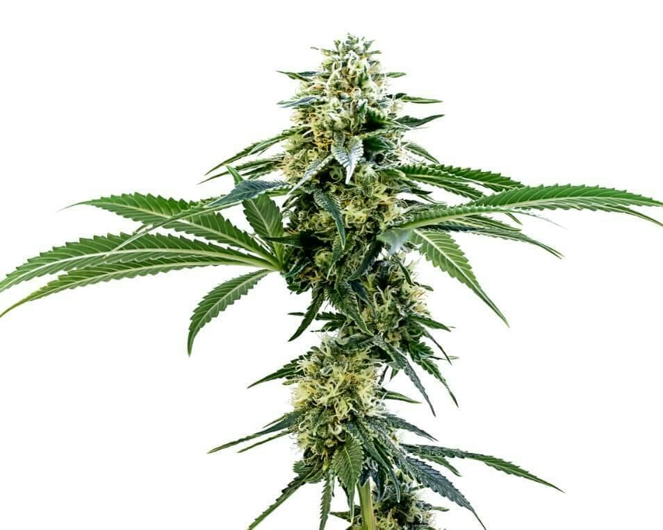 Error 404 | Feminized Seeds | 5 Pack