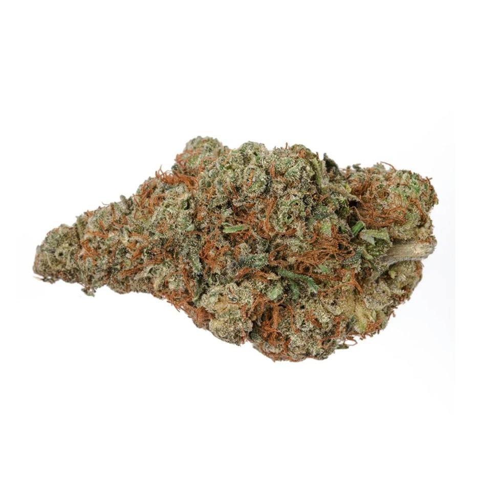 Rotterdam Indica