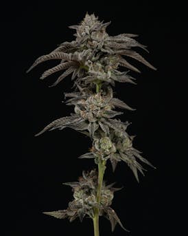 Gelato 2