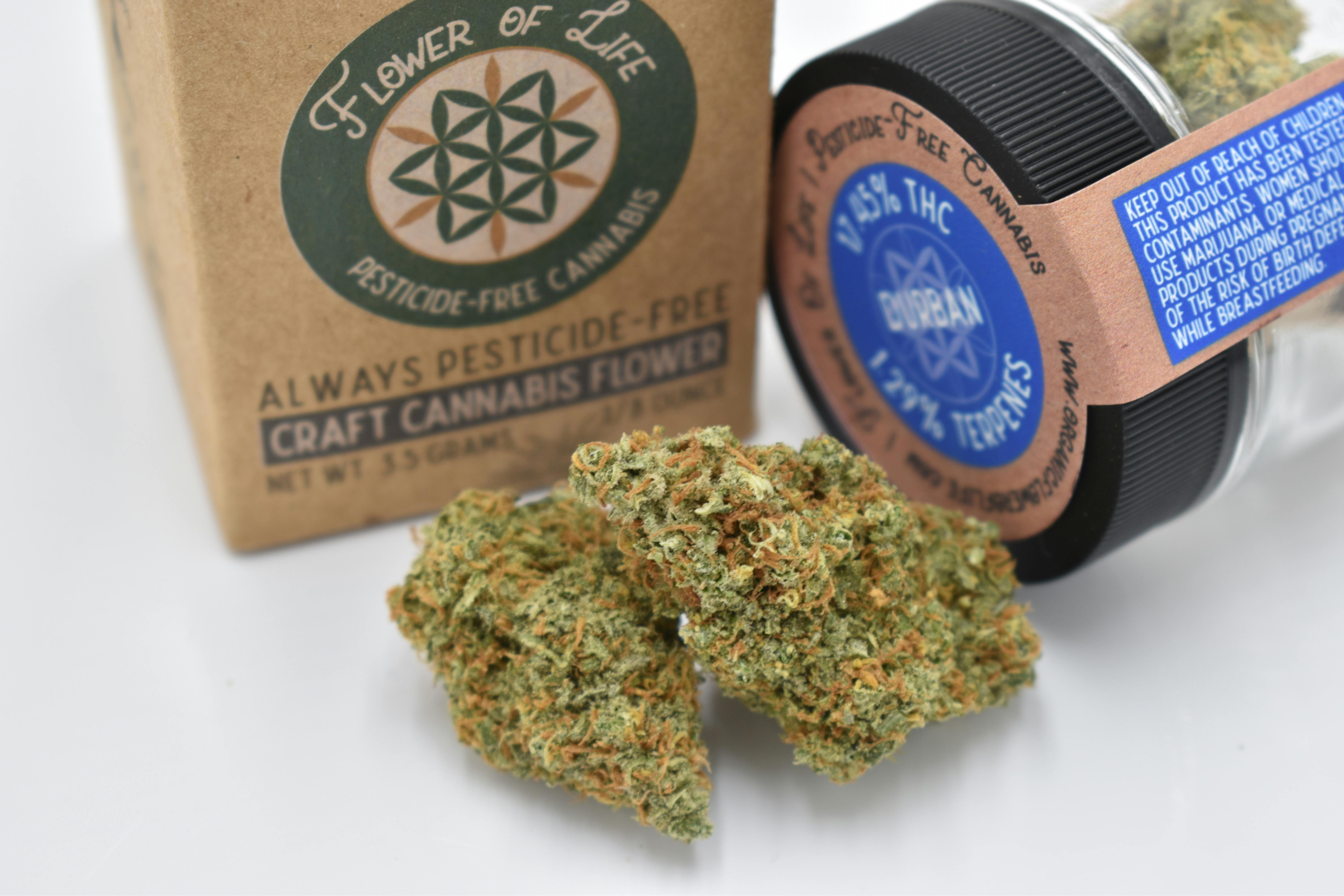 Durban Flower of Life