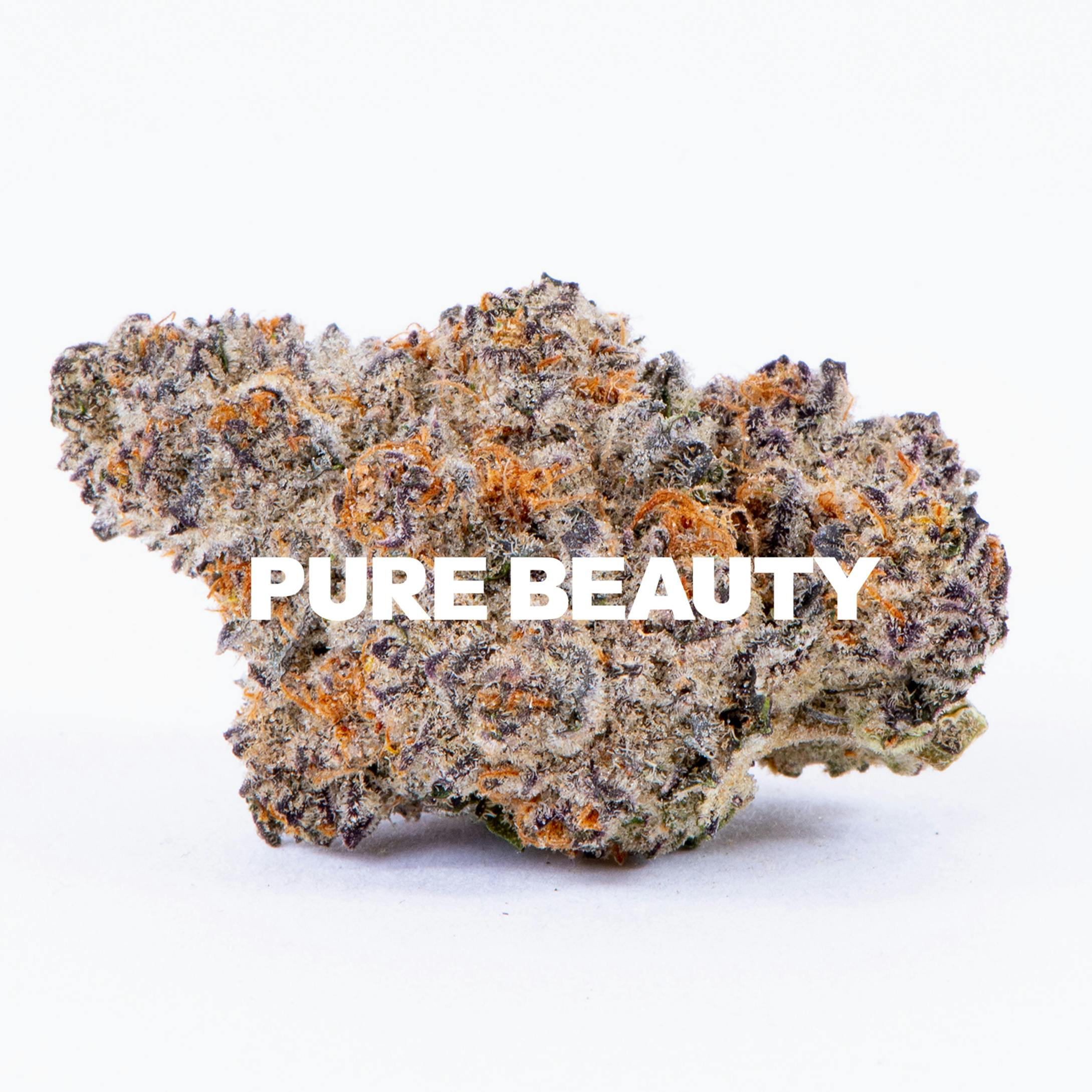 Pure Beauty — Sea Star