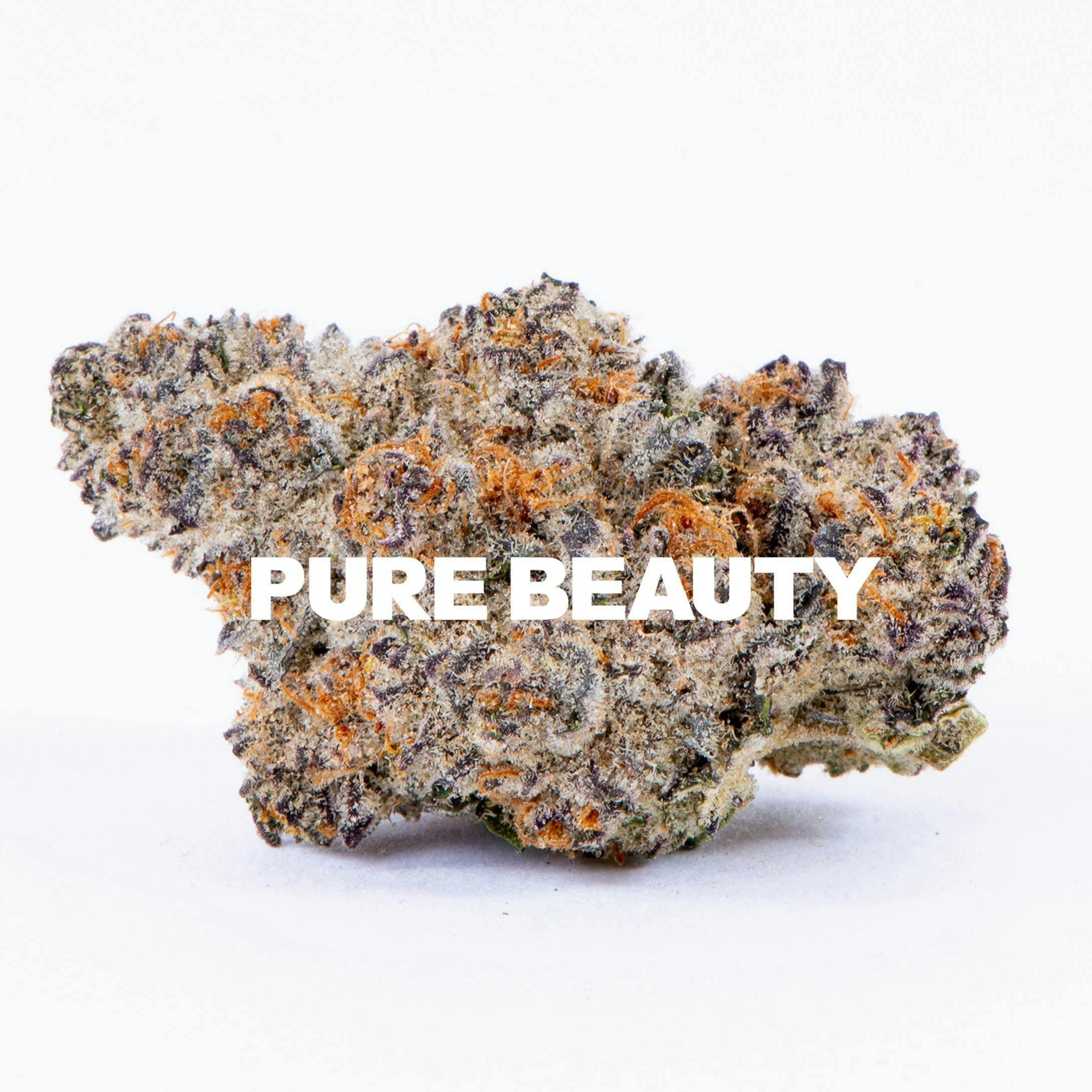 Pure Beauty: Sea Star