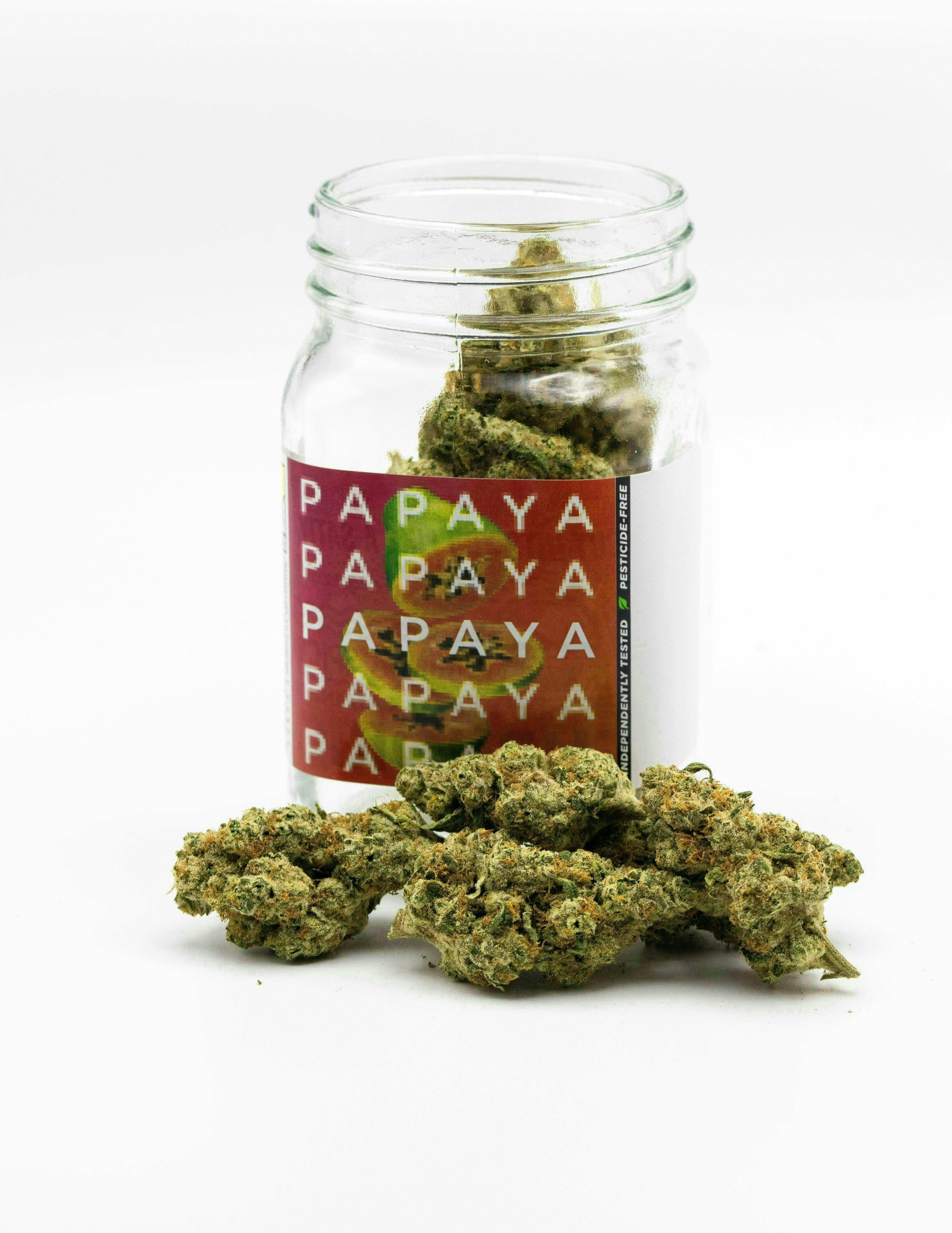 Papaya | Big Buds by Phat Panda