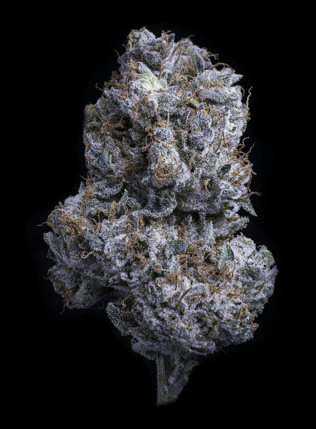 Gorilla Cookies by Falcanna