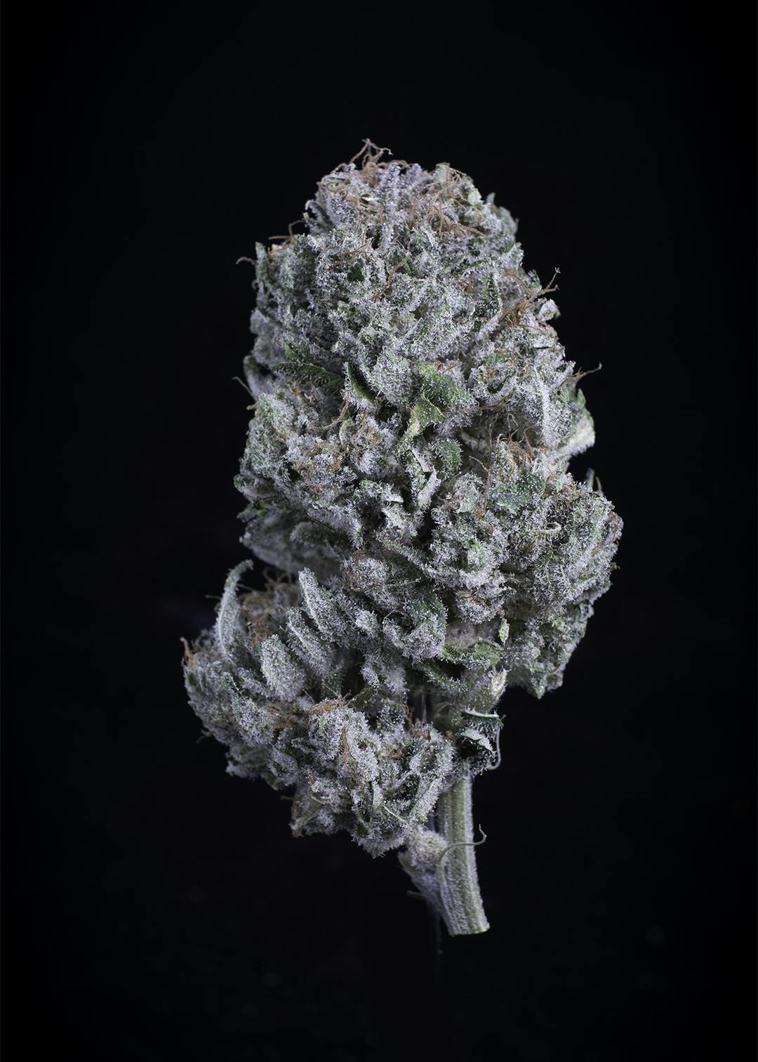 Pacific Sunshine CBG