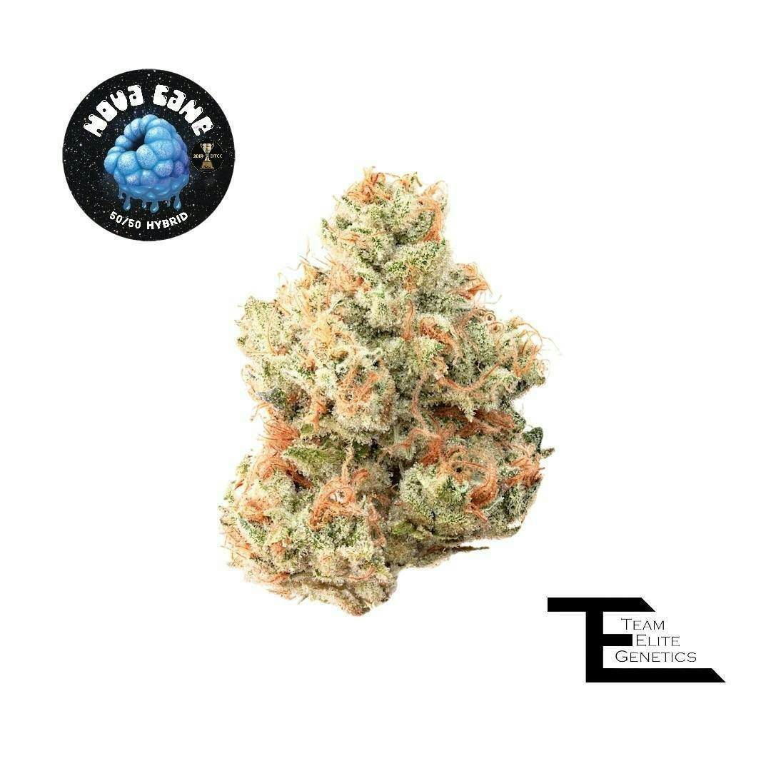 Team Elite Genetics: Nova Cane