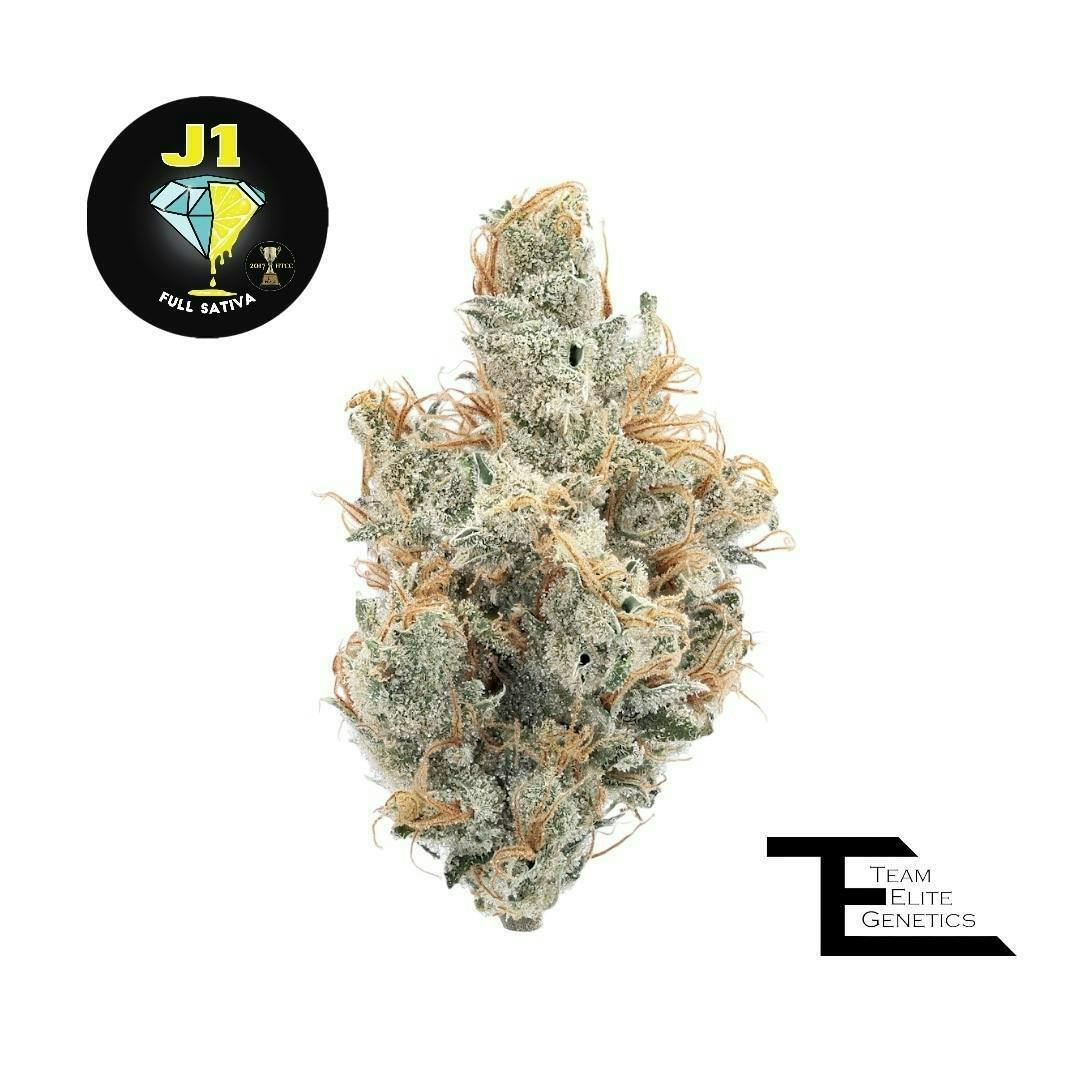 Team Elite Genetics: Jack One