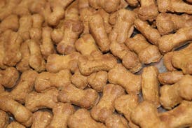 CBD Pumpkin & Peanut Butter Dog Treats 100mg