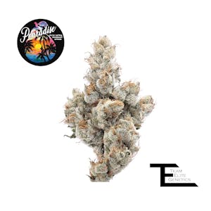 TEAM ELITE GENETICS - Team Elite Genetics - Pearadise - 3.5g Flower