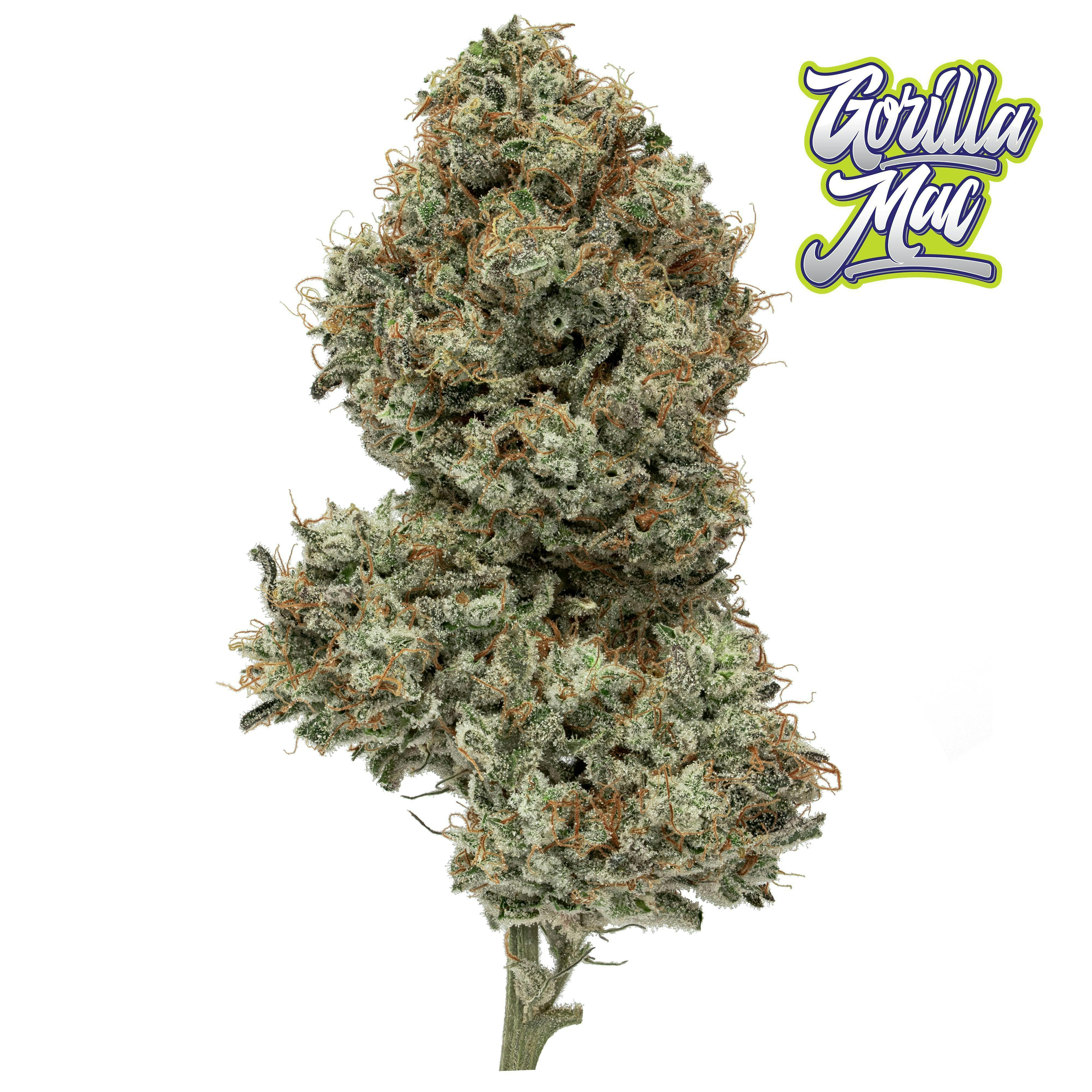 Gorilla Mac