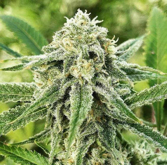 Super Lemon Haze
