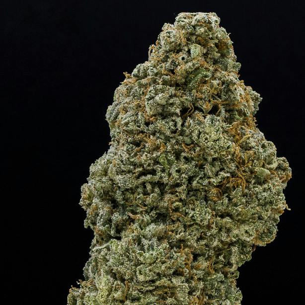 Silver Kush by JAR Cannabis Co. by JAR Cannabis Co.