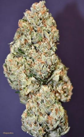 Chupacabra