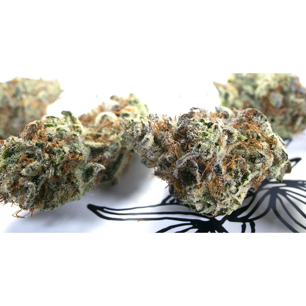 Mr. Nasty at Hill & Bog Cannabis Company