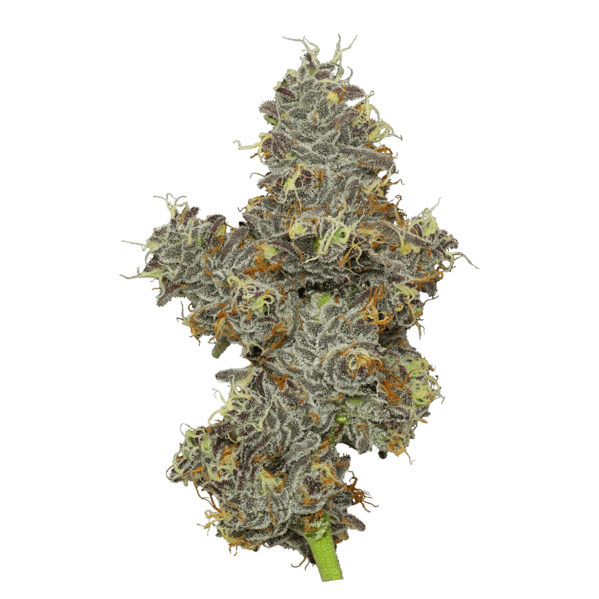 Carbon Fiber Enlighten