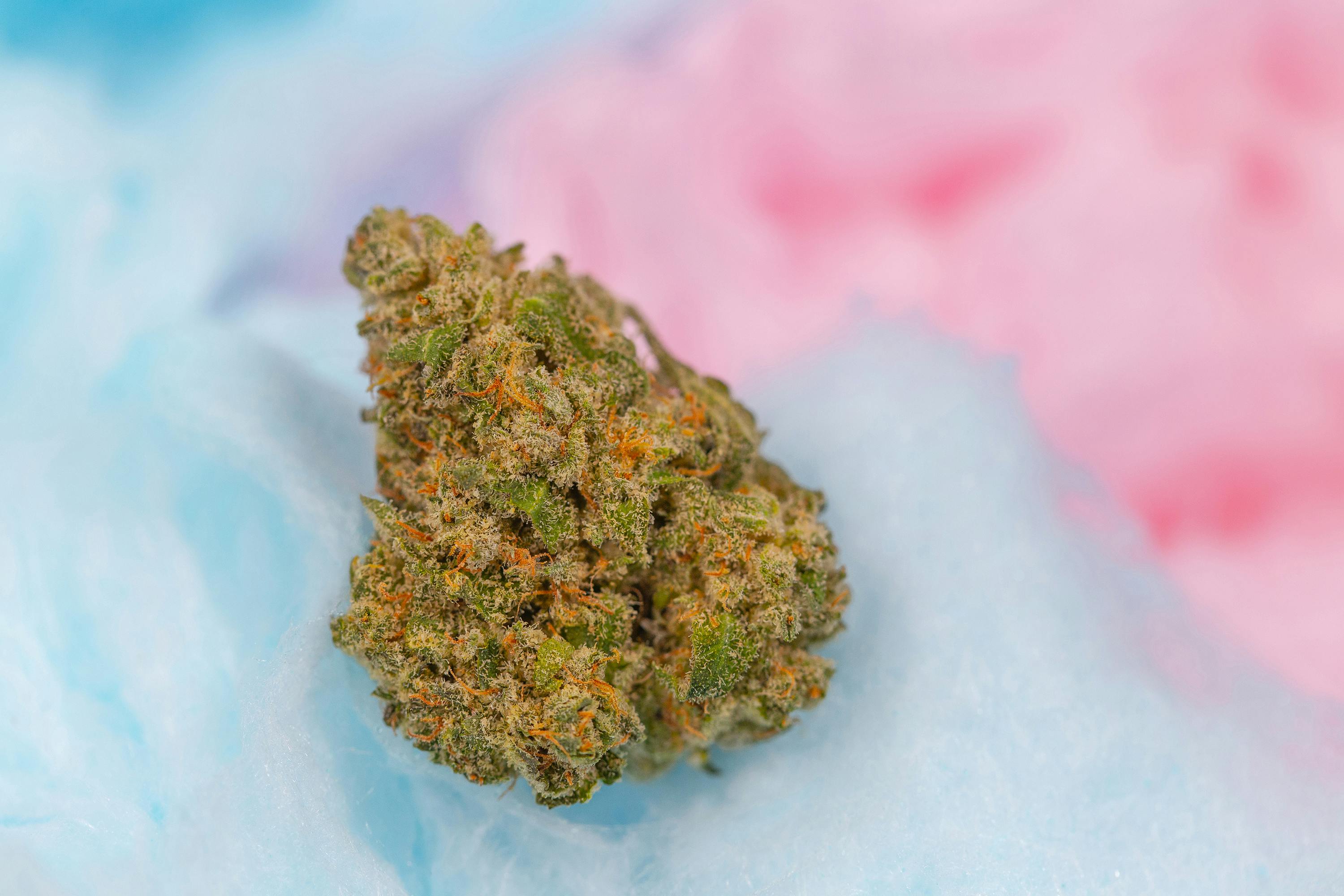 Great Northern Cannabis Cotton Candy Kush Weedmaps