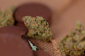 Great Northern Cannabis Girl Scout Cookies Extreme (Hybrid)