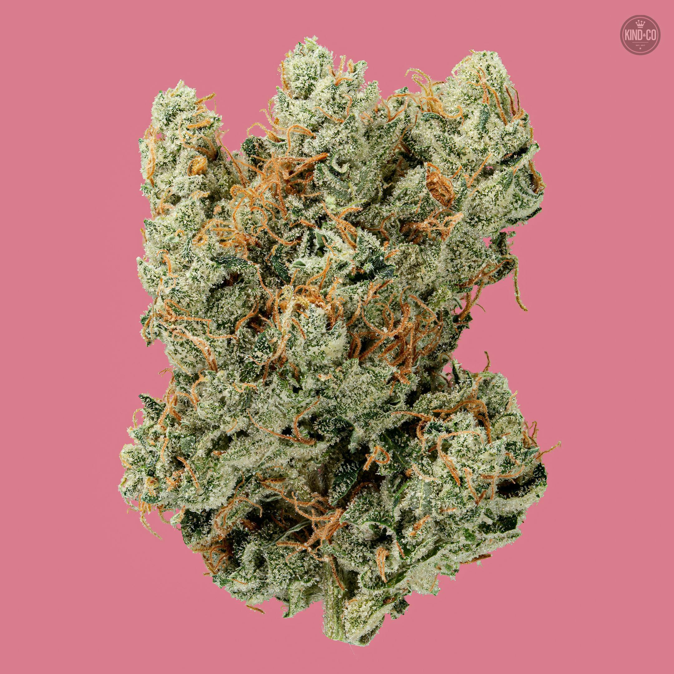 Maui Skunkdog x Sour D by Kind & Co
