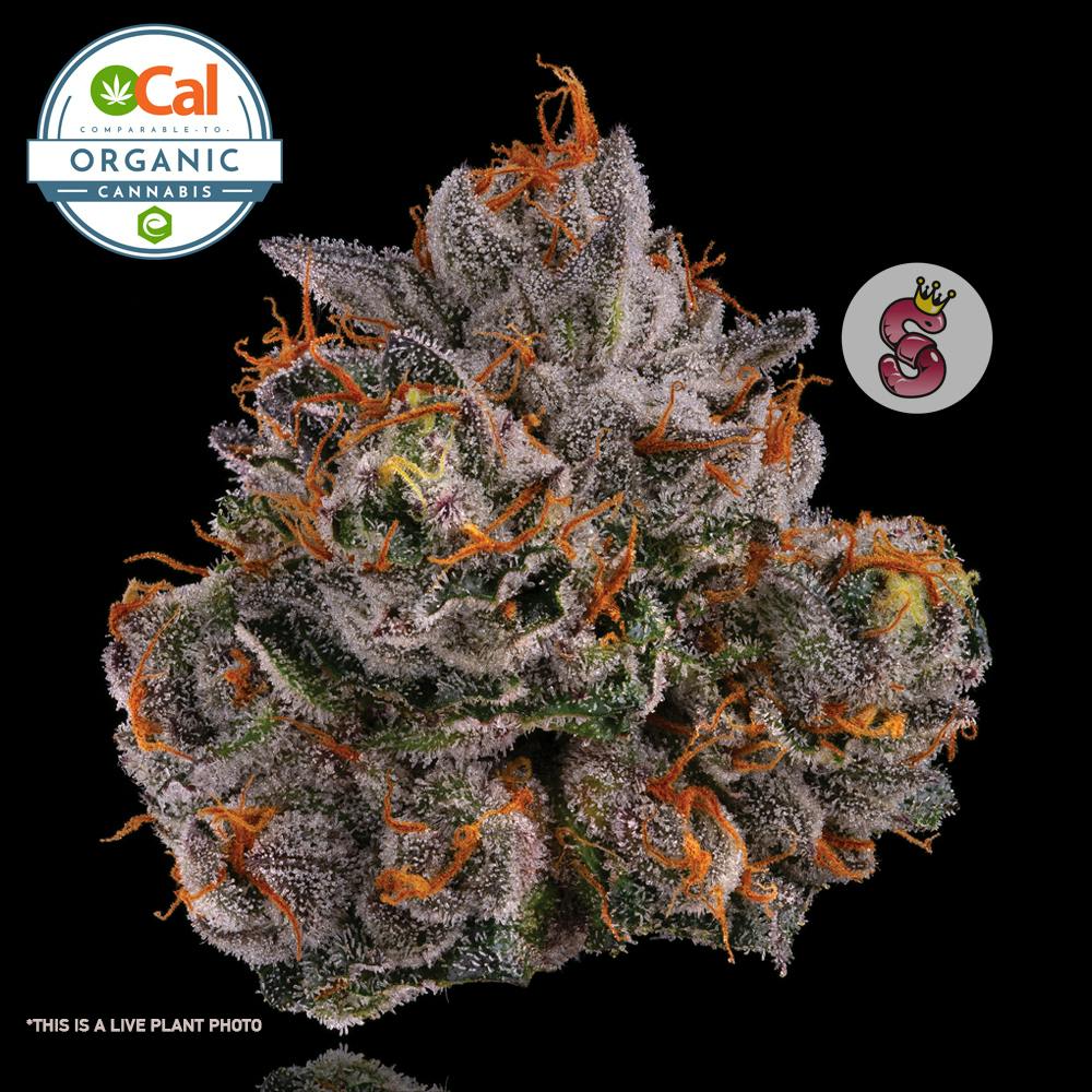 No Till Kings — Gelato 41