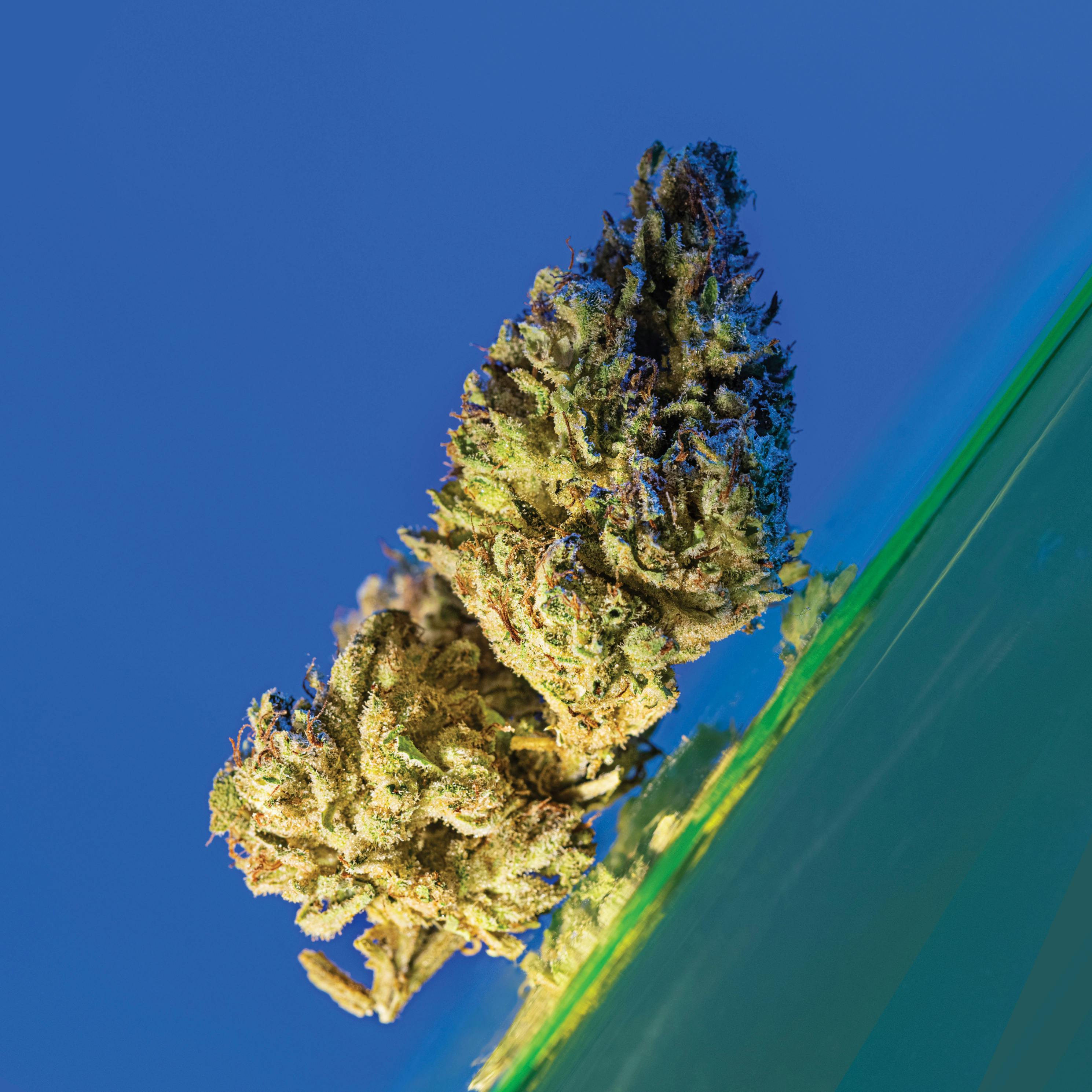 Gorilla Glue 3 at Neighborhood Provisions(Cannabis Co of Alpena)