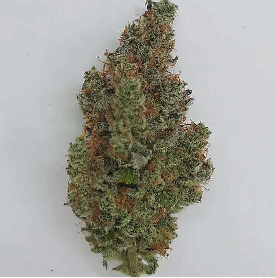 Garlic Storm Kismet Wellness