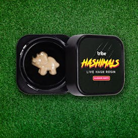 Hashimals - Triceratops - 0.5 Grams