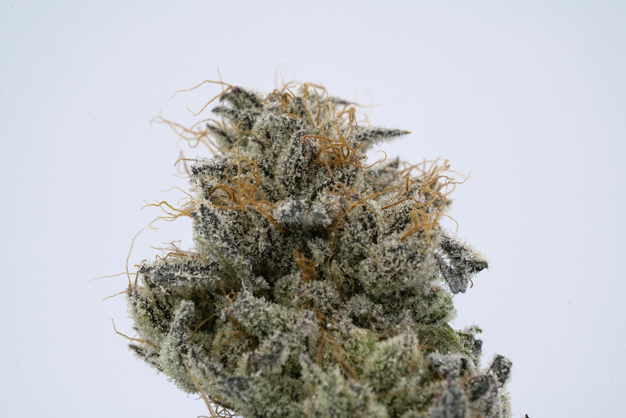 Stella El Chapo Big Buds