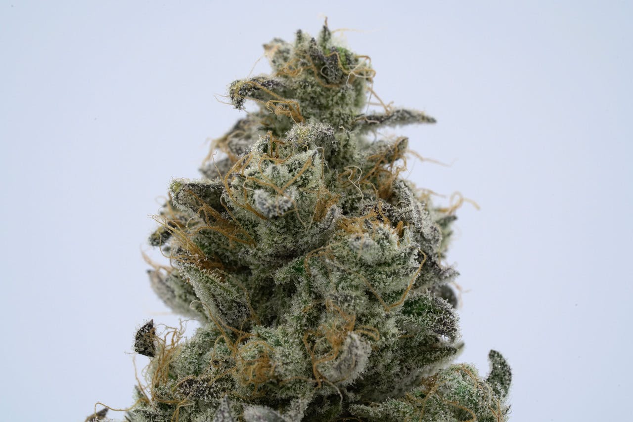 Stella's Farm Knockout Runtz Weedmaps