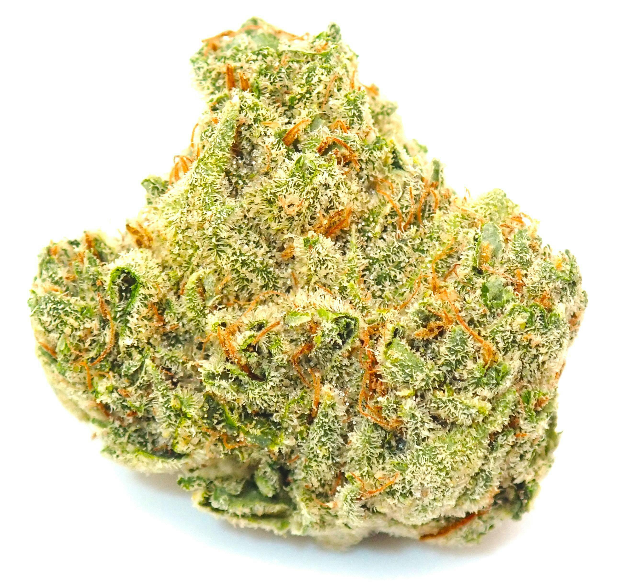 Tahoe Alien