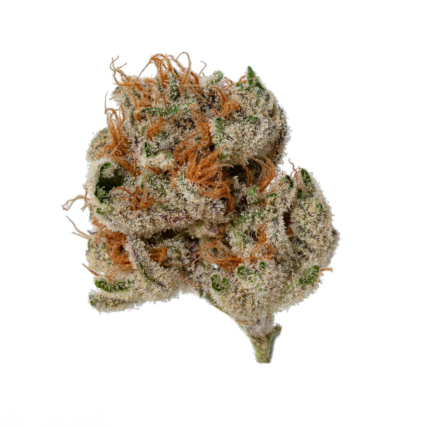 Meraki Gardens: Disco Biscuit
