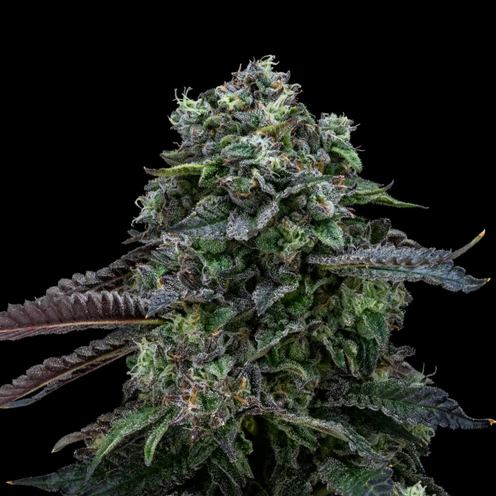 Blulato Indica Premium Flower