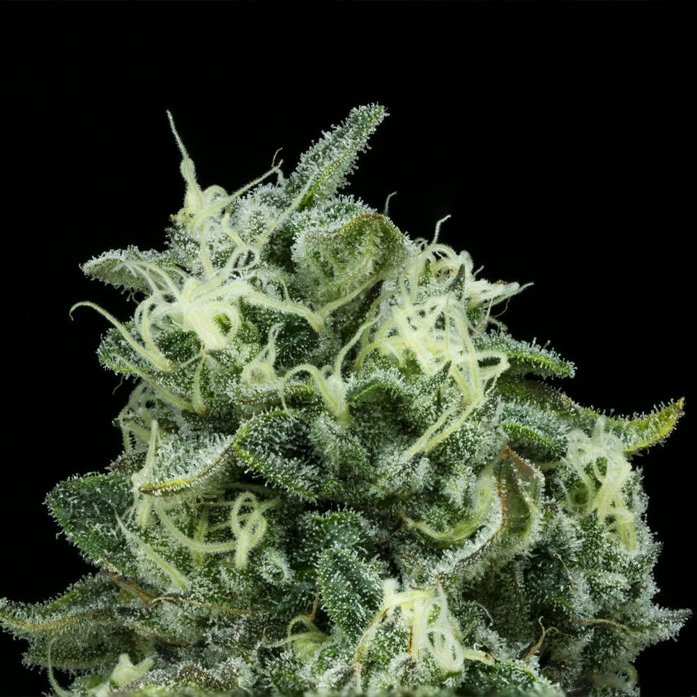 Vanilla Cake | Big Buds | 3.5g