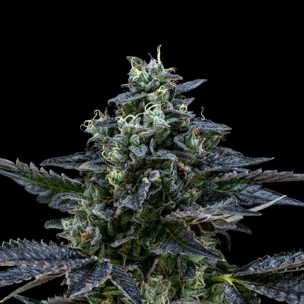 Air Gelato #23 Hybrid Flower