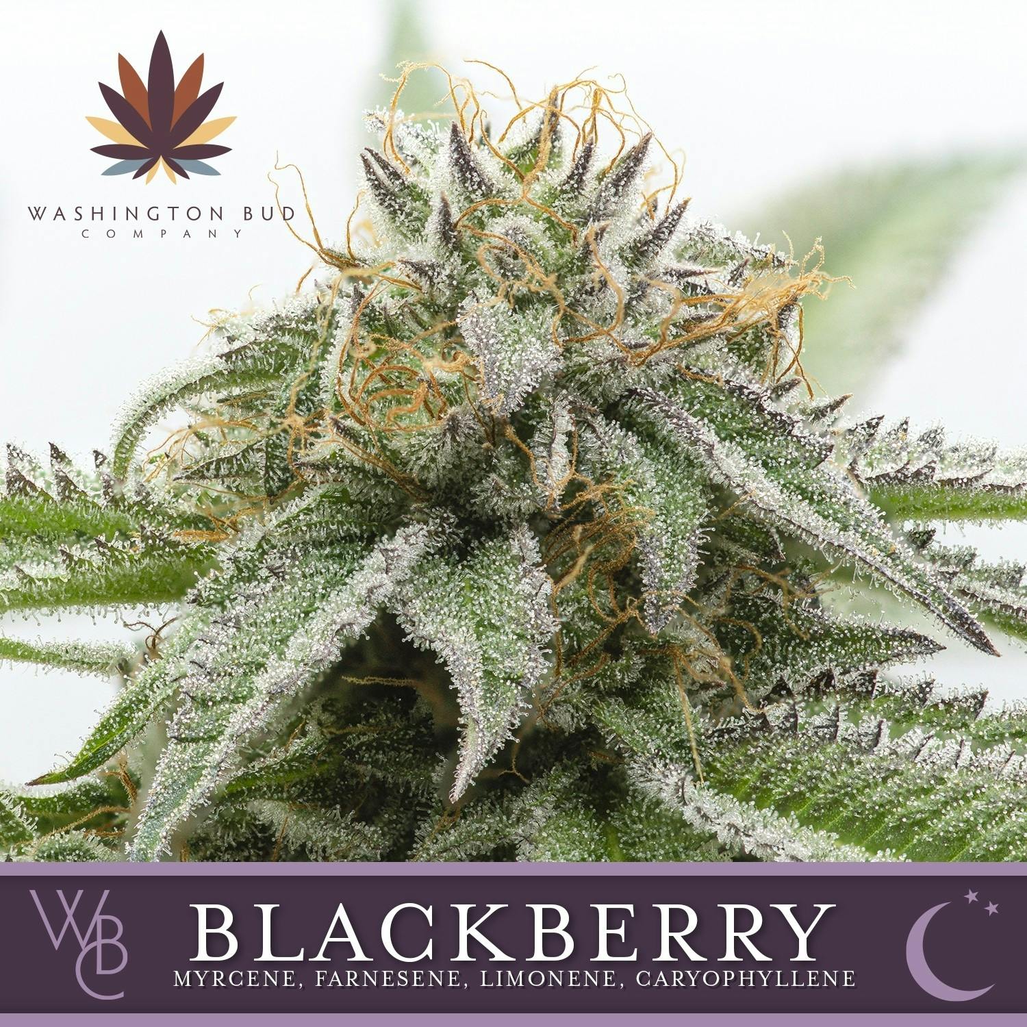Blackberry Kush by Washington Bud Company