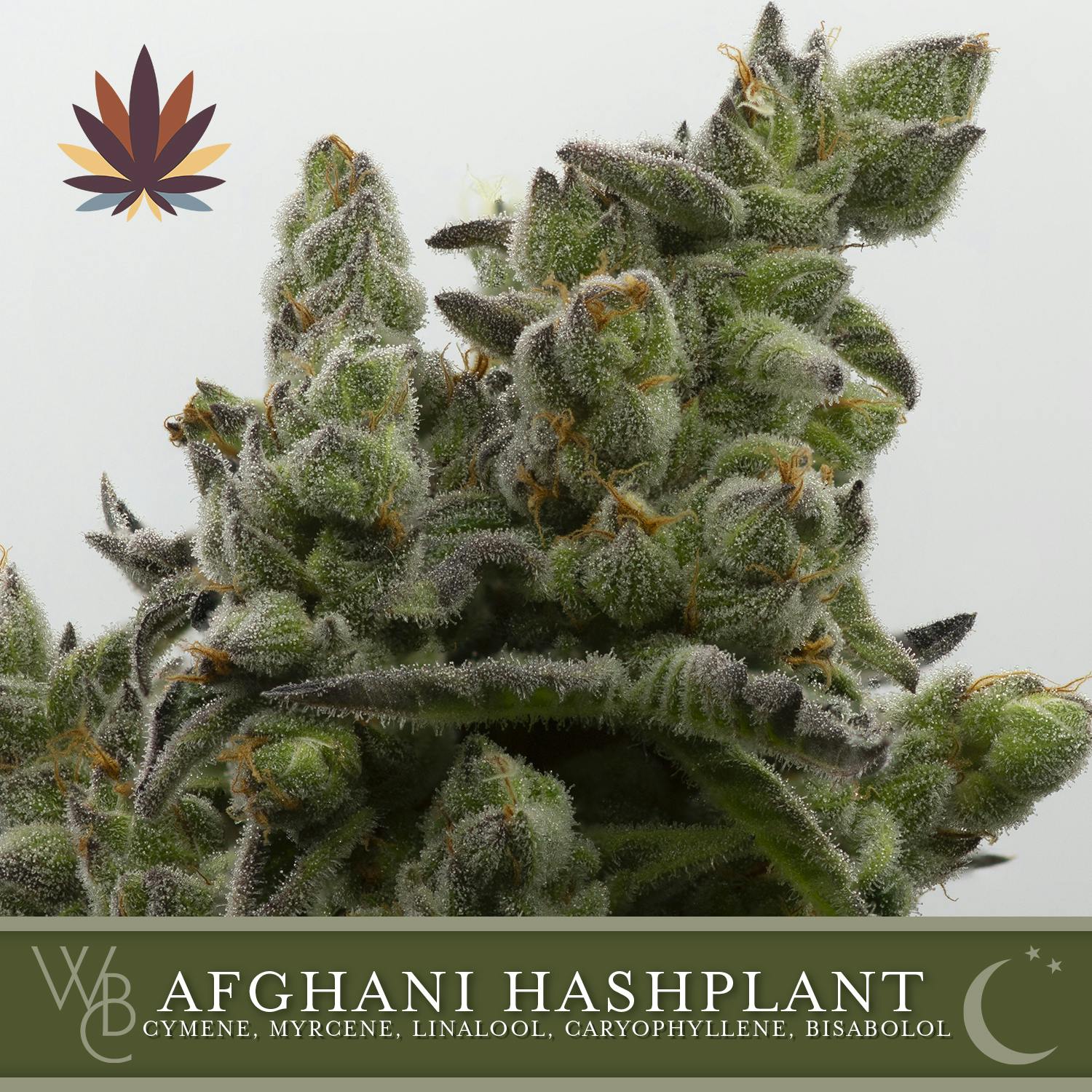 Afghani Hash Plant by Washington Bud Company