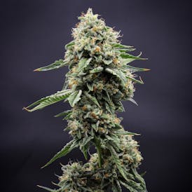 Inadaze | Kosher OG Kush Premium 1/8