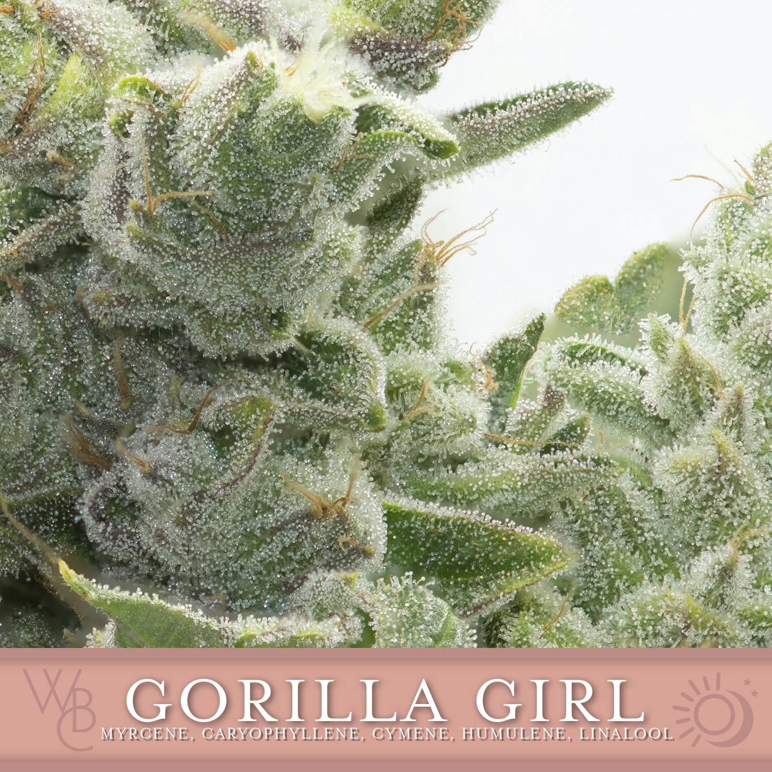 Gorilla Girl by Washington Bud Company