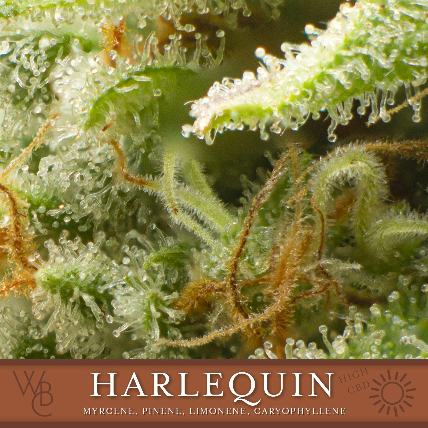 Harlequin by Washington Bud Company
