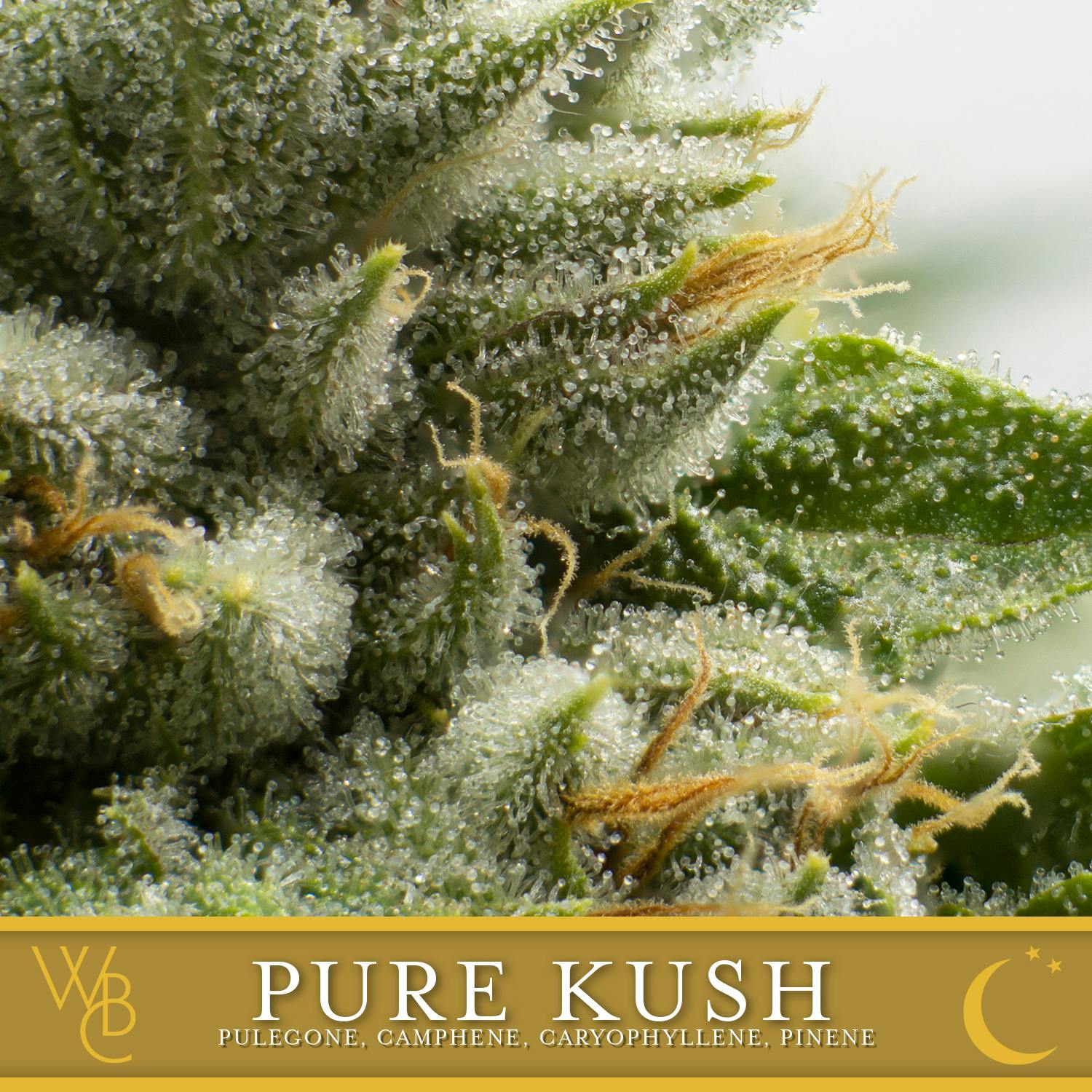 Pure Kush by Washington Bud Company