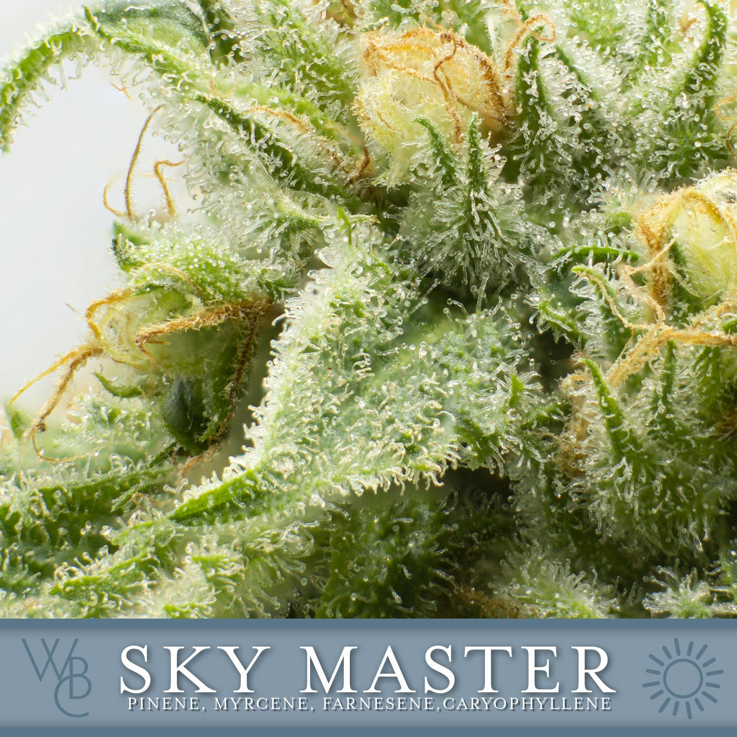 Sky Master by Washington Bud Company