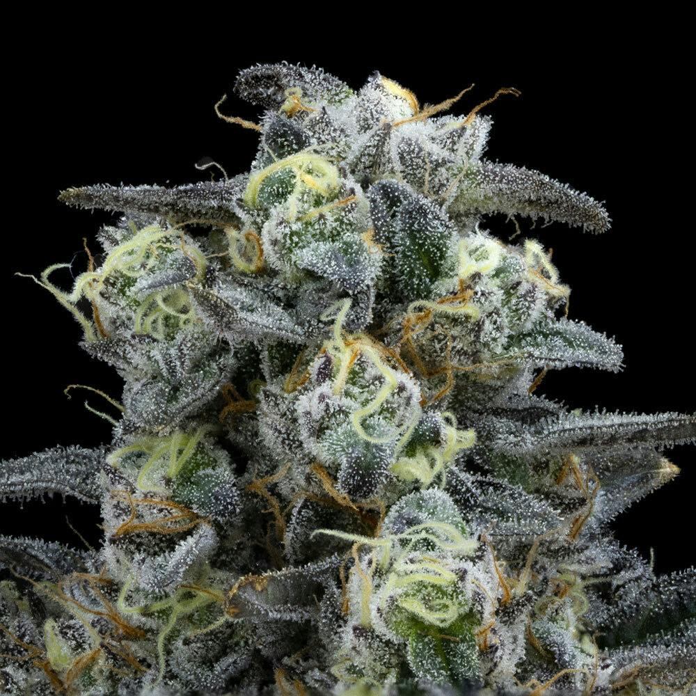 FloraCal Farms — Kush Mints