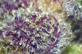 Animal Mints BX1 (Ounce Jar)