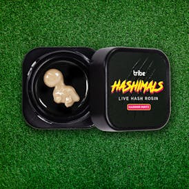 Hashimals - Brontosaurus - 0.5 Grams