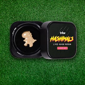 Hashimals - T-Rex - 0.5 Grams