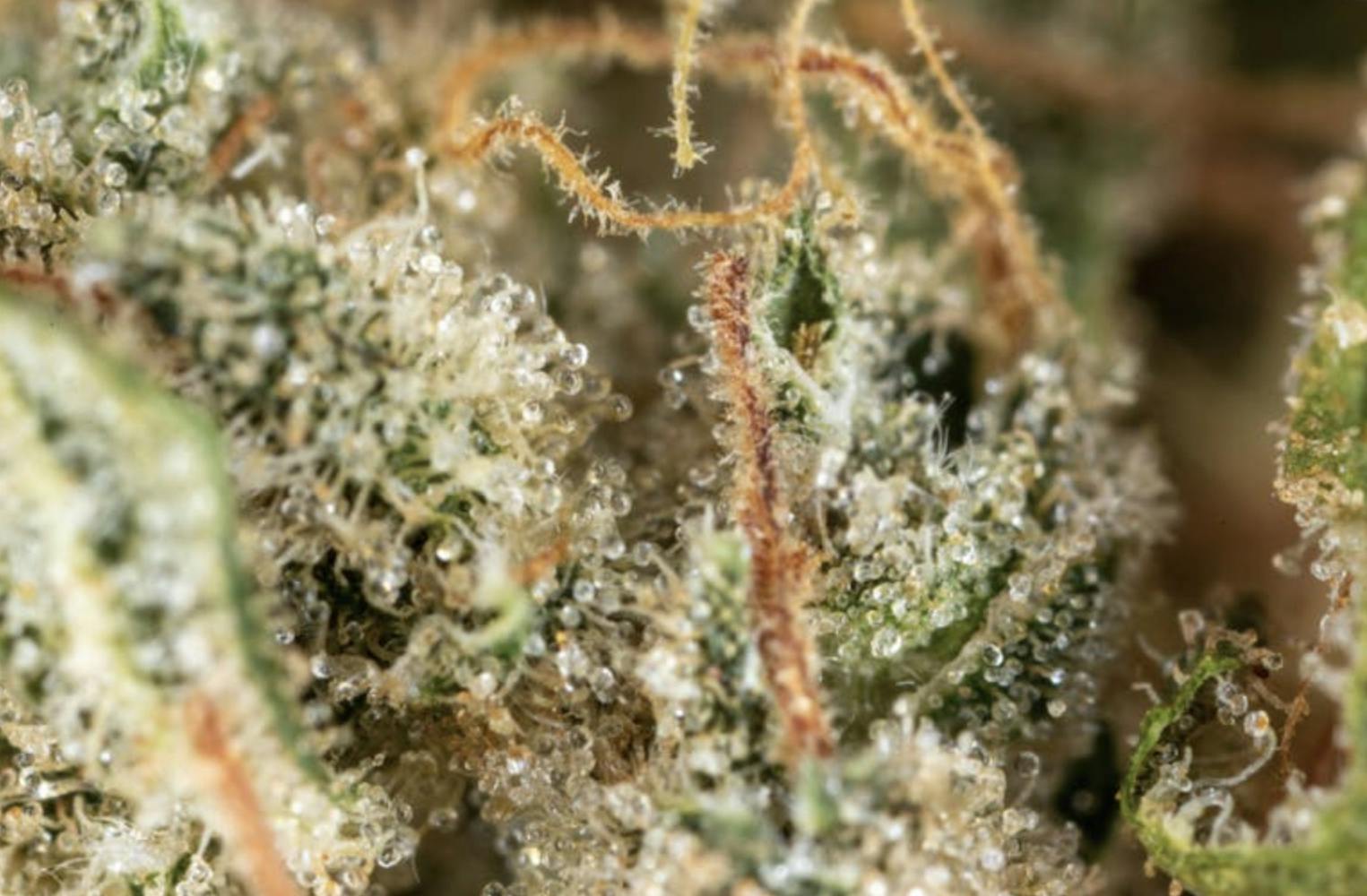 Jacky White (1/2 oz Jar)