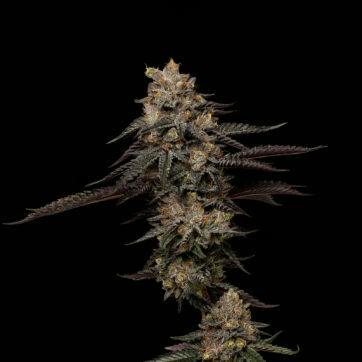 Ice Cream Cake by Good Chemistry