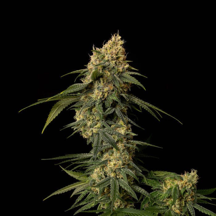 Larry Burnz by Good Chemistry