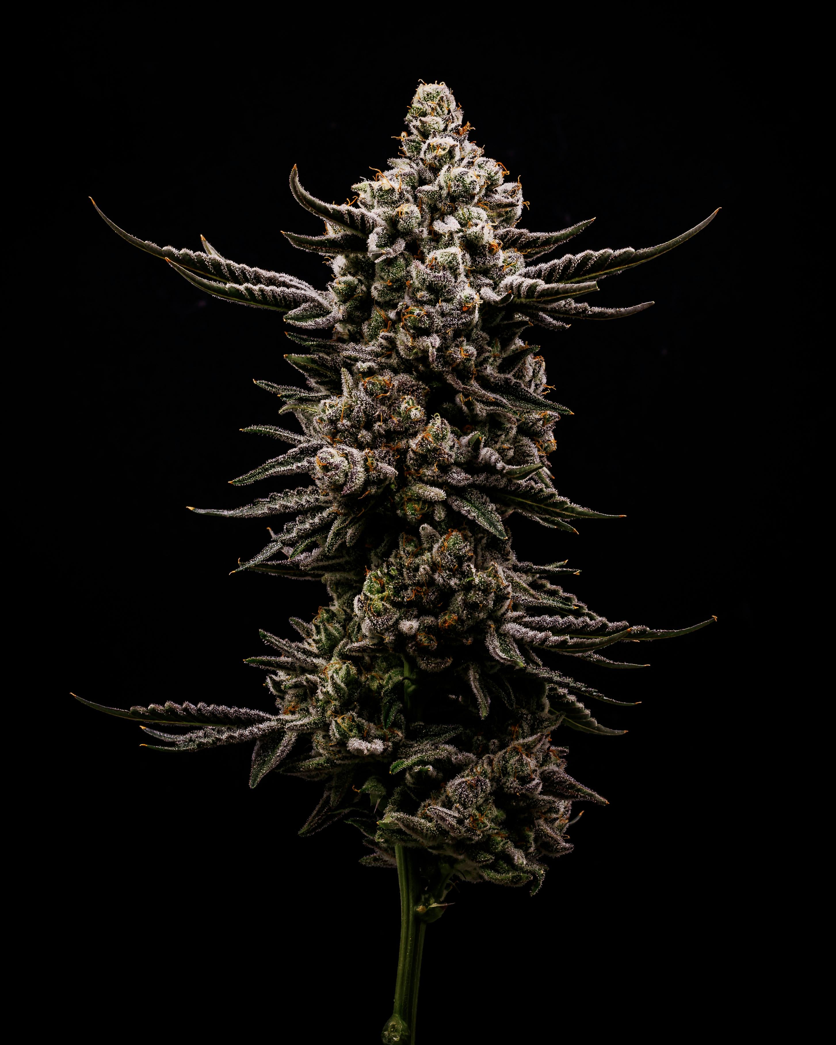 Heartland Farms — Zebra Cake